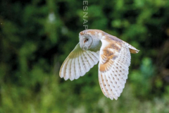 Barn-Owl