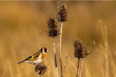 Goldfinch