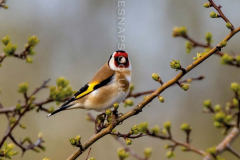 Goldfinch