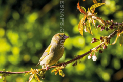 Greenfinch