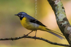 Grey-Wagtail