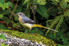 Grey-Wagtail