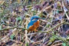 Kingfisher