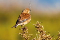 Linnet