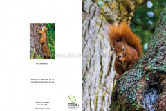 Red-Squirrel