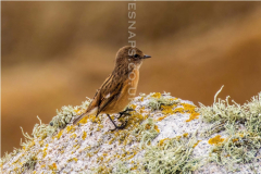 Stonechat