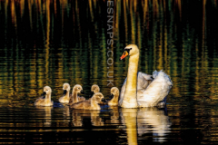 Swan-and-Cygnets