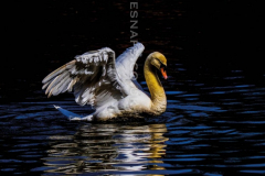 Swan