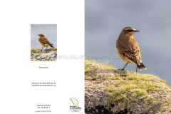 Wheatear