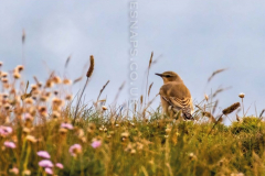 Wheatear