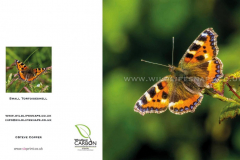 Small-Tortoiseshell