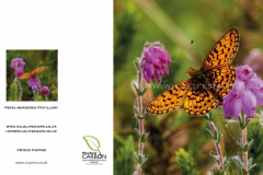 Pearl-Bordered-Fritillary
