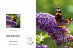 Red-Admiral