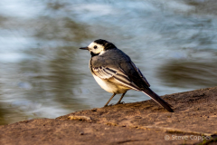 Pied Wagtail