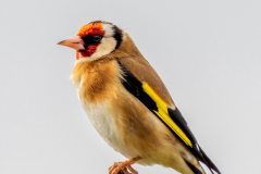 Goldfinch
