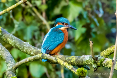 Kingfisher