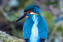 Kingfisher