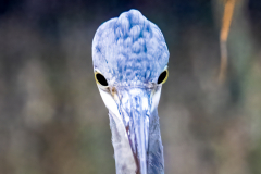 Heron