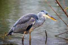 Heron