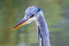 Heron