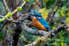 Kingfisher