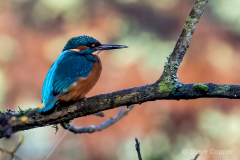 Kingfisher