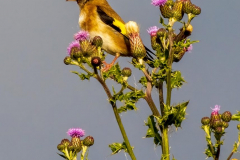 IMG_1885-Goldfinch-2
