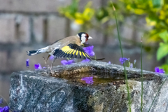 IMG_2802_Goldfinch