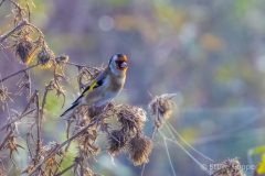 IMG_3958_Goldfinch