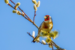 IMG_7231-Goldfinch