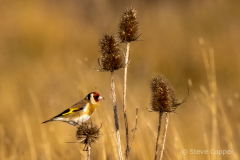 IMG_7424-Goldfinches