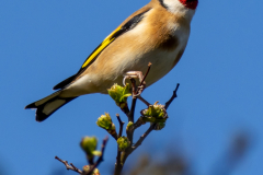 IMG_7926-Goldfinch-2