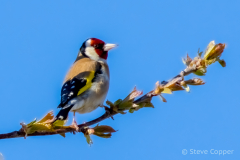 IMG_8523-Goldfinch