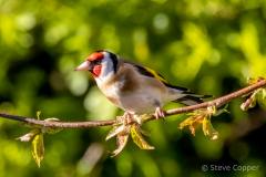 IMG_8550-Goldfinch