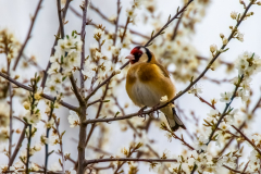 IMG_8605-Goldfinch