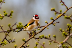 IMG_8877-Goldfinch