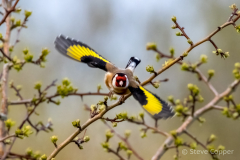 IMG_8880-Goldfinch