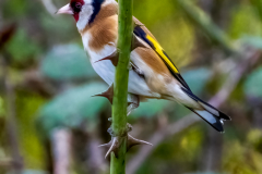 IMG_8944-Goldfinch
