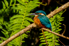 IMG_2972-Kingfisher