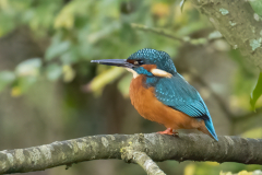 IMG_4432_kingfisher