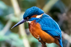 IMG_5414-Kingfisher