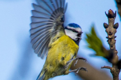 Blue Tit