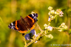 Red Admiral