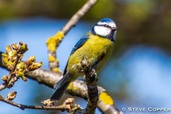 Blue Tit