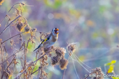 Goldfinch