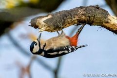 Greater-spotted Woodpecker