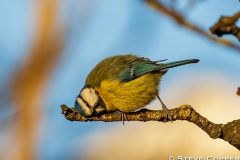Sleepy Blue Tit