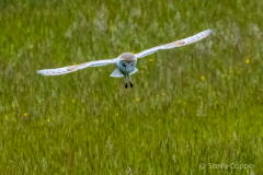 IMG_1329-Barn-Owl