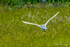 IMG_1331-Barn-Owl
