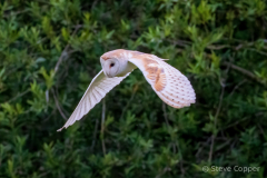 IMG_1335-Barn-Owl